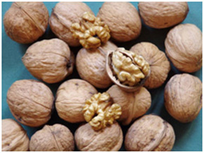 Alsószentiváni dió csemete