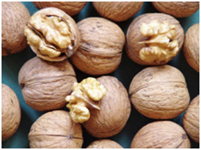 Milotai dió csemete