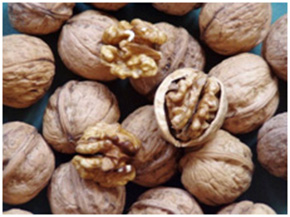 Tiszacsécsei dió csemete